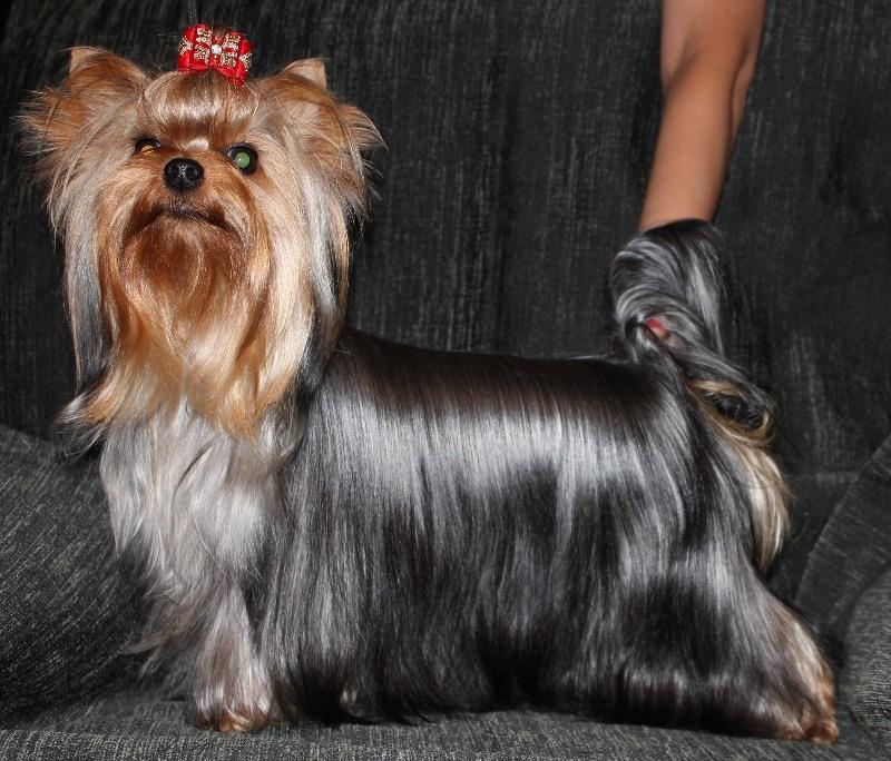 Silver flame SILVER FLAME FLASH IN THE NIGHT — Labaza DogPedigree YorkshireTerrier