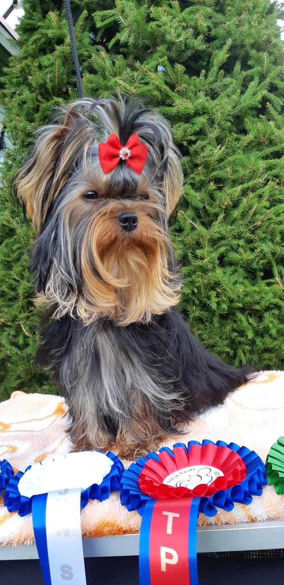 Silver flame SILVER FLAME REMEMBER  ME — Labaza DogPedigree YorkshireTerrier