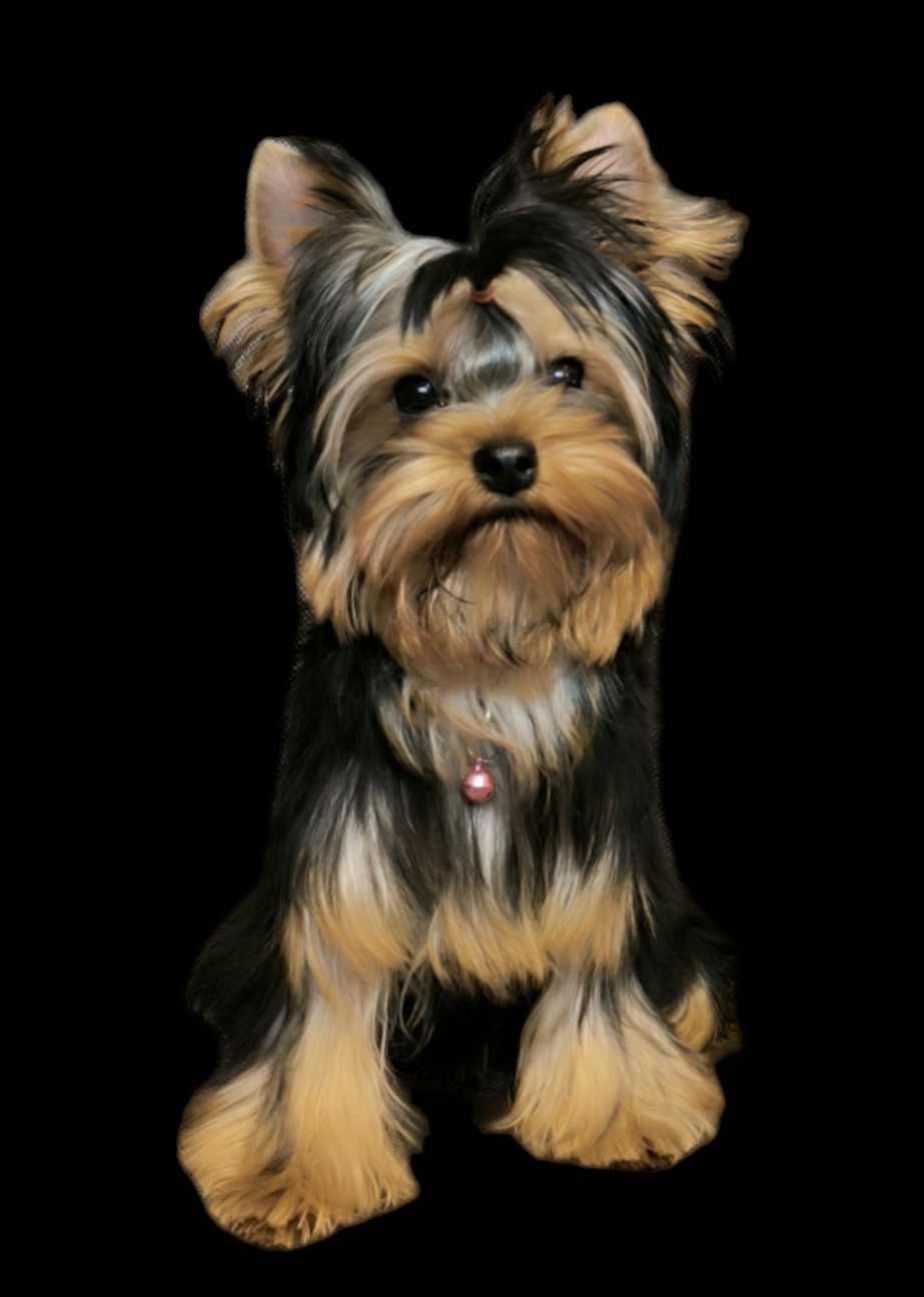  Wonderful Baby Zemfira Rebellious-Beauty — Labaza DogPedigree YorkshireTerrier