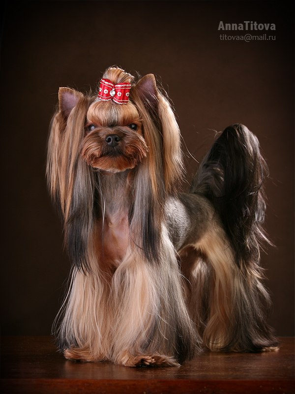  Dar Prise Please Don't Stop the Music — Labaza DogPedigree YorkshireTerrier