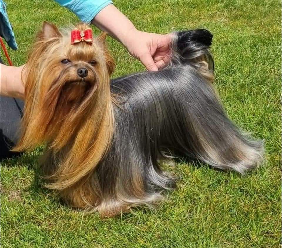 Zue Doggy-Booms Rare Style Of Lux — Labaza DogPedigree YorkshireTerrier