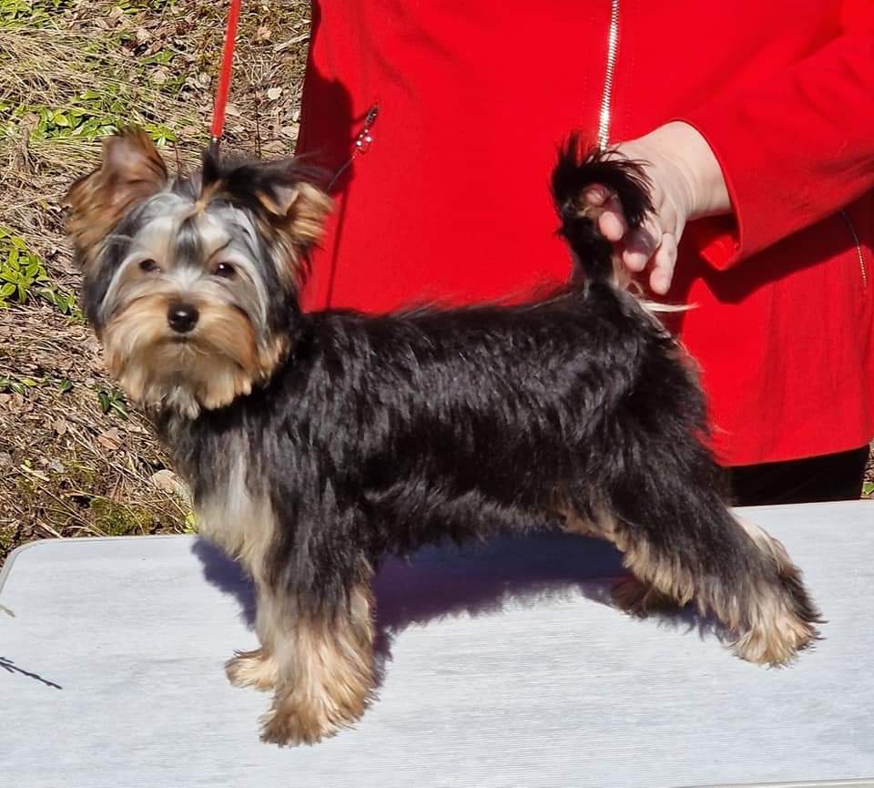 Zue Doggy-Booms Elf Of Bells — Labaza DogPedigree YorkshireTerrier