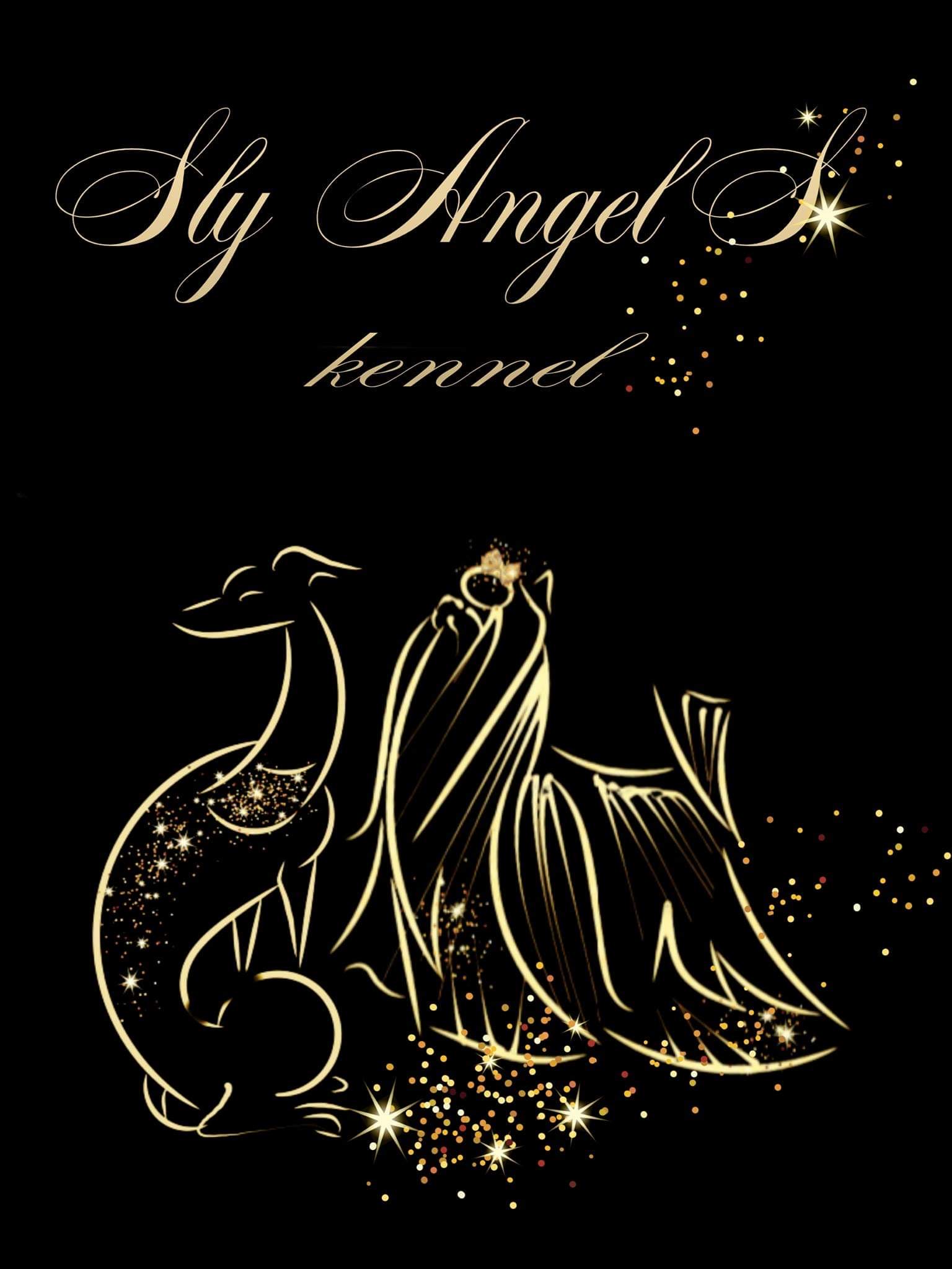 Sly AngelS — Labaza DogPedigree YorkshireTerrier