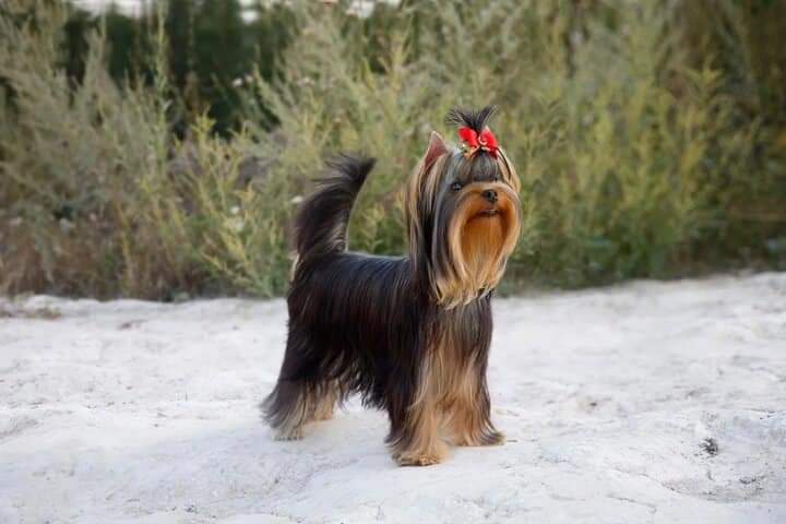 TESLA STAR TRAIL — Labaza DogPedigree YorkshireTerrier