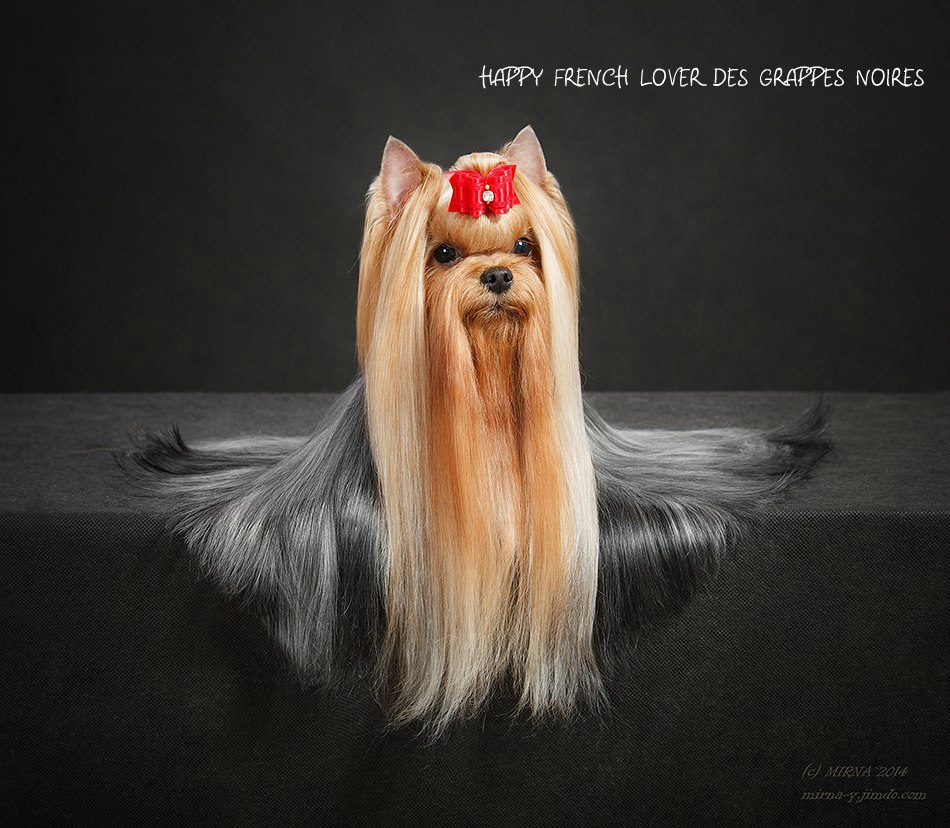 Happy French Lover Des Grappes Noires — Labaza DogPedigree YorkshireTerrier