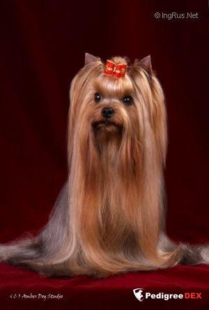  VICKILYN'S DURRERS GET BUSY — Labaza DogPedigree YorkshireTerrier