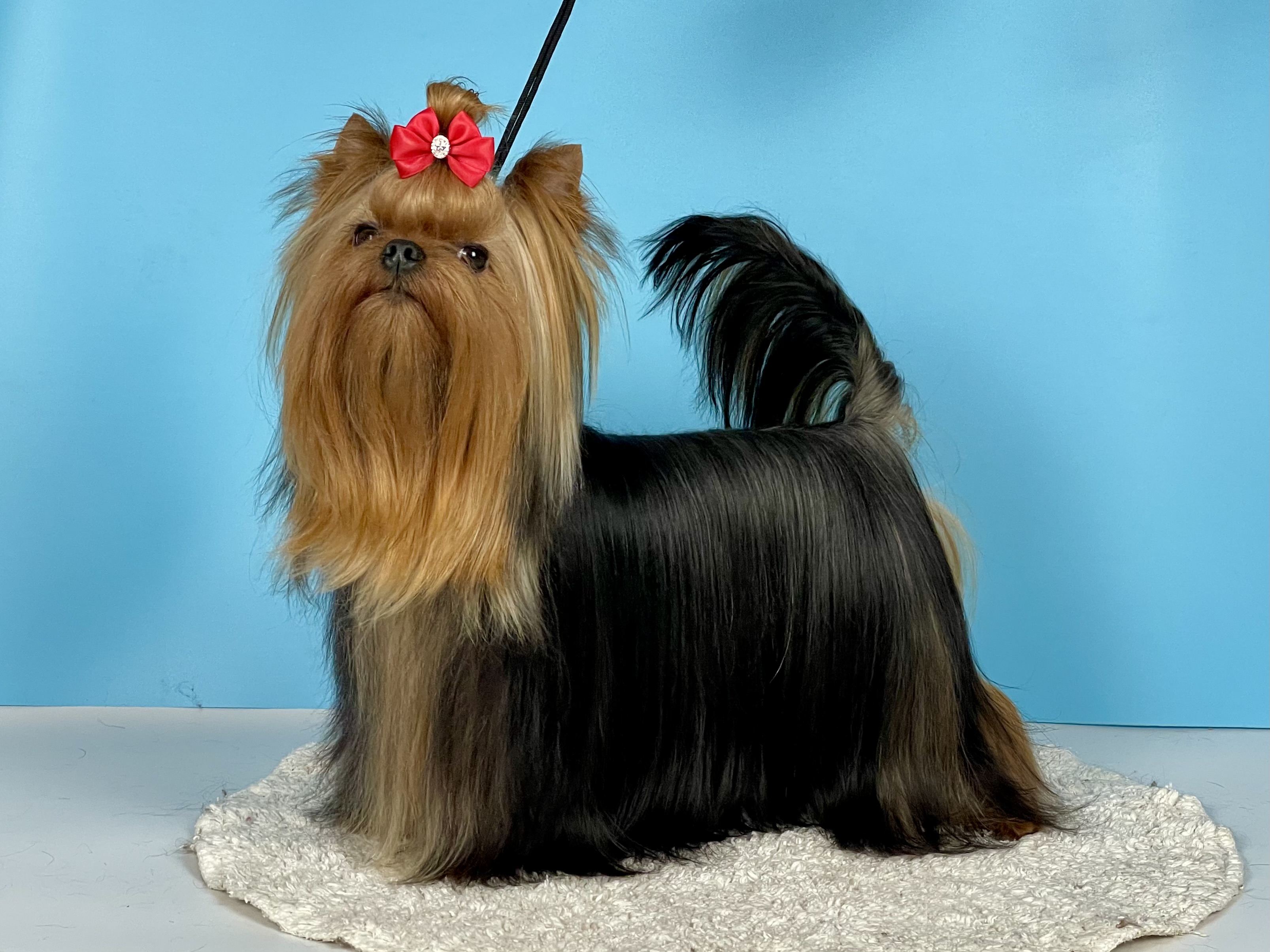 MARNATIS ZIDAN — Labaza DogPedigree YorkshireTerrier