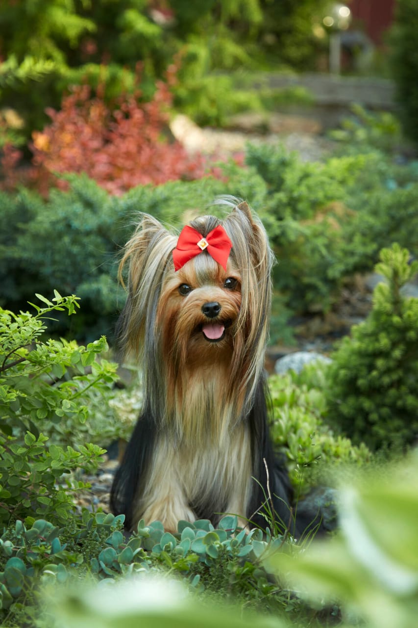 Again Love AGAIN LOVE NIKISHA — Labaza DogPedigree YorkshireTerrier