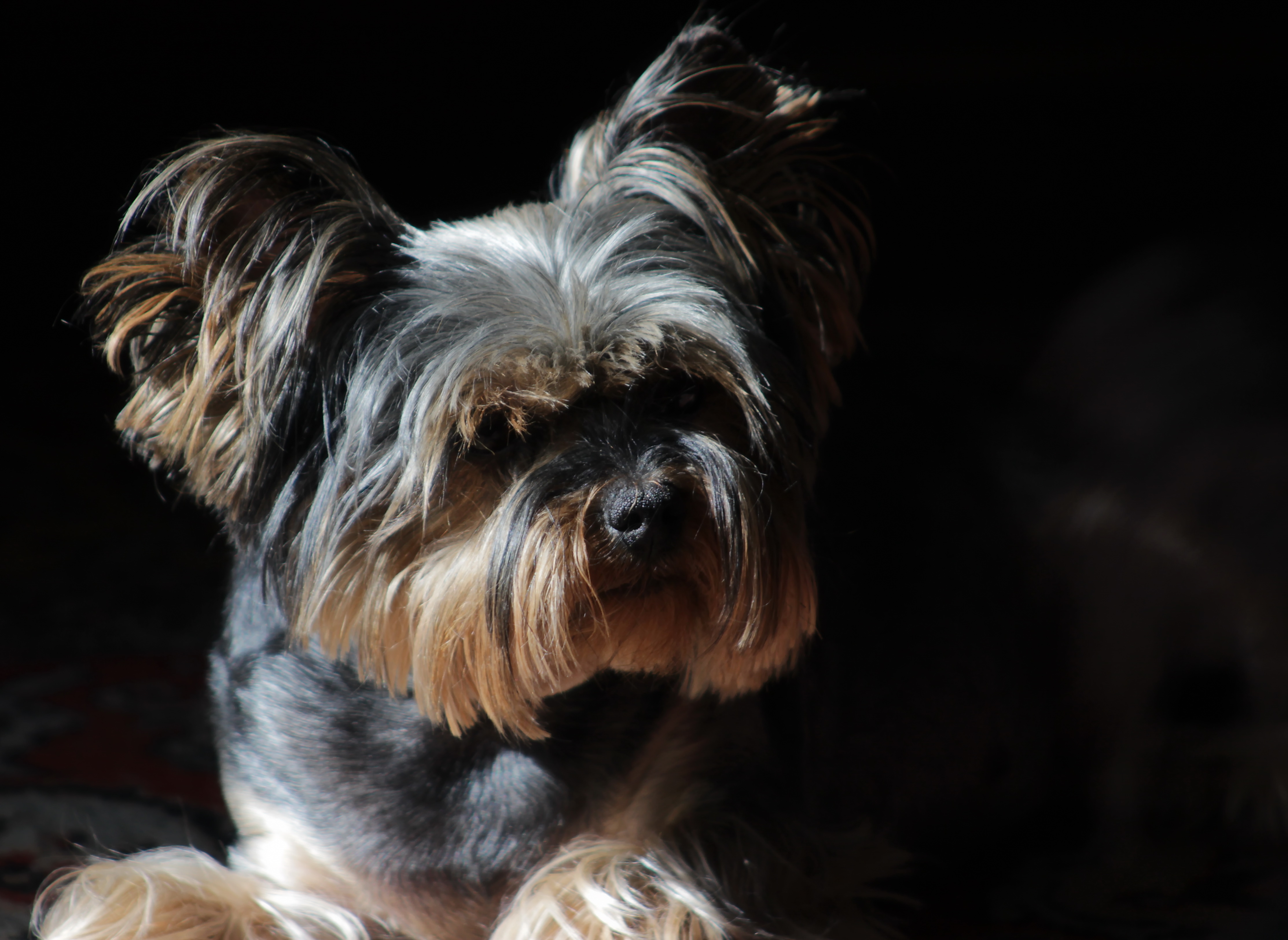 ANGELOCHEK S,YONSHI — Labaza DogPedigree YorkshireTerrier