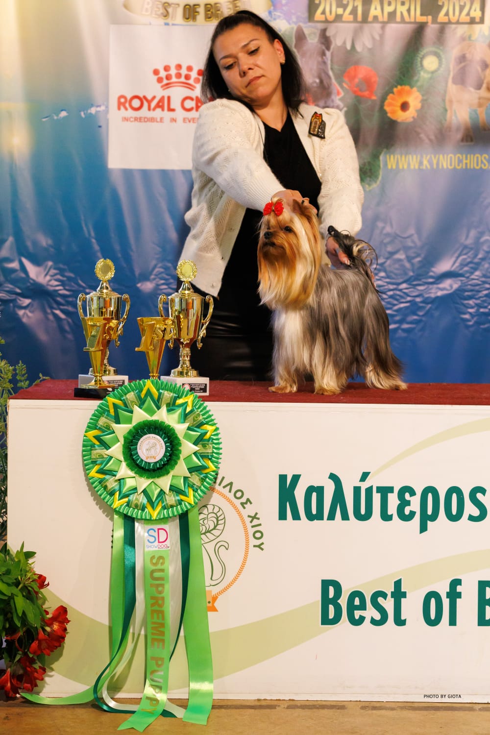 LARANTA BIG TIME — Labaza DogPedigree YorkshireTerrier