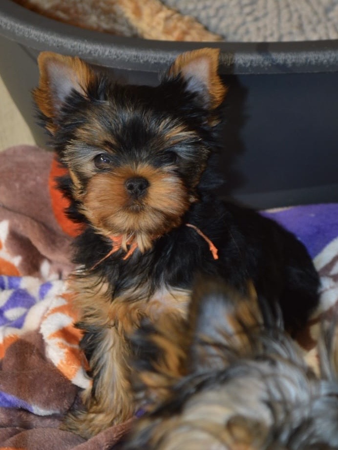 PRIMAVERA INCANTA FANTAZIA — Labaza DogPedigree YorkshireTerrier