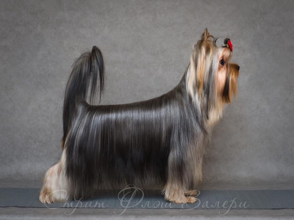 STREET FLASH VALERI — Labaza DogPedigree YorkshireTerrier