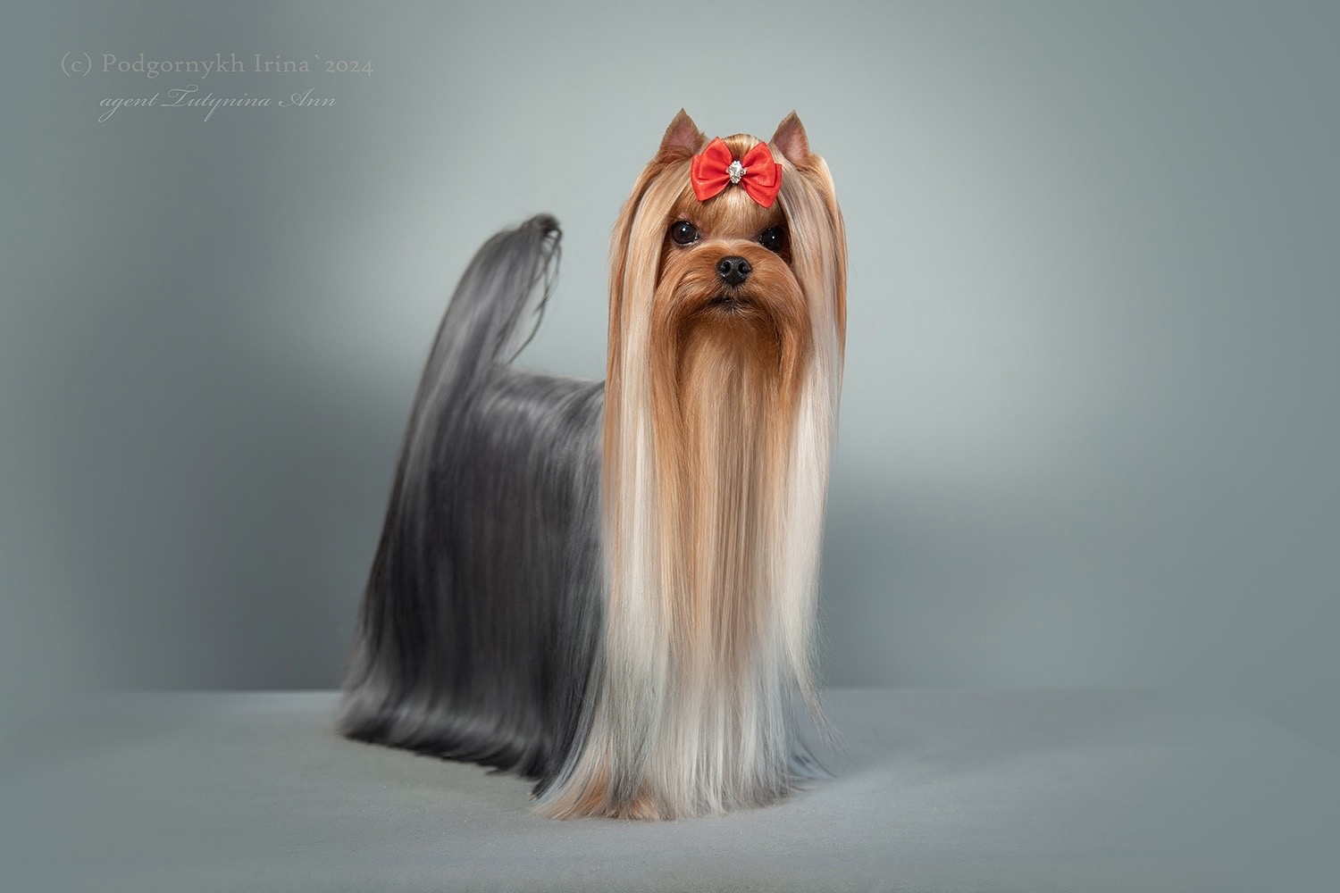 STREET FLASH Street Flash Extraordinary — Labaza DogPedigree YorkshireTerrier