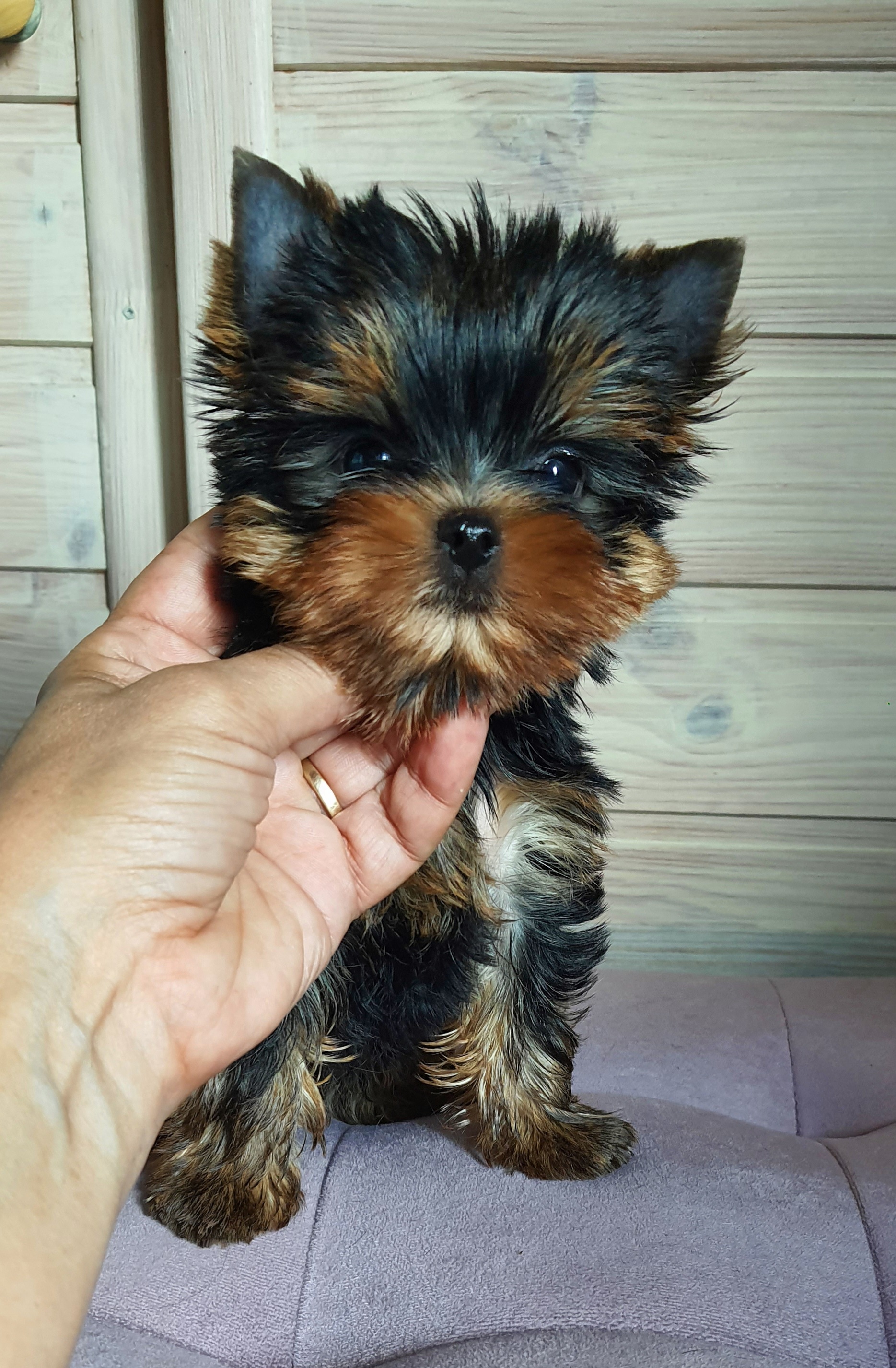 Wellary Wellary Surprise — Labaza DogPedigree YorkshireTerrier