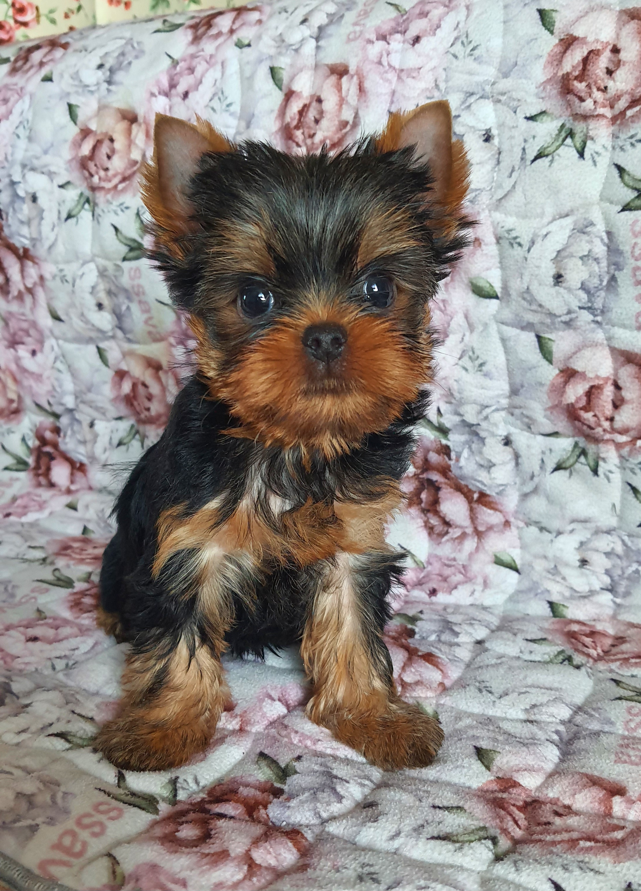 Wellary WELLARY MATADOR — Labaza DogPedigree YorkshireTerrier