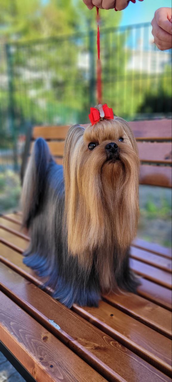 STUMER'S NILSON — Labaza DogPedigree YorkshireTerrier