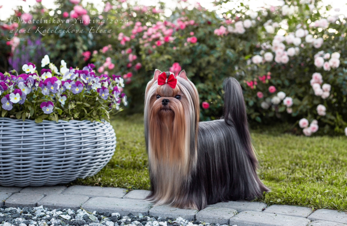 Primavera Incanta PRIMAVERA INCANTA BACCARA — Labaza DogPedigree YorkshireTerrier