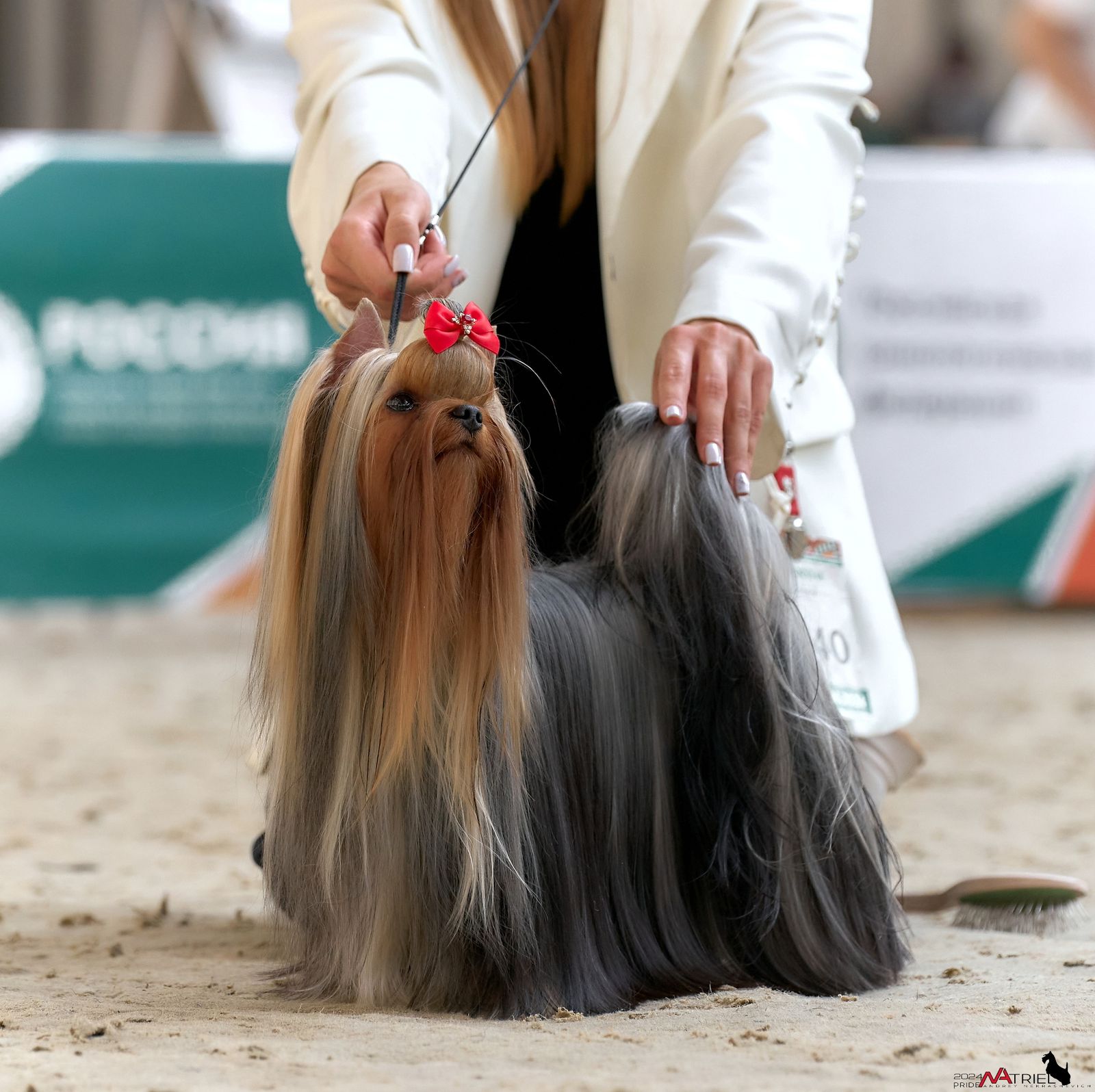 WELLARY AURORA SILK SHINE — Labaza DogPedigree YorkshireTerrier