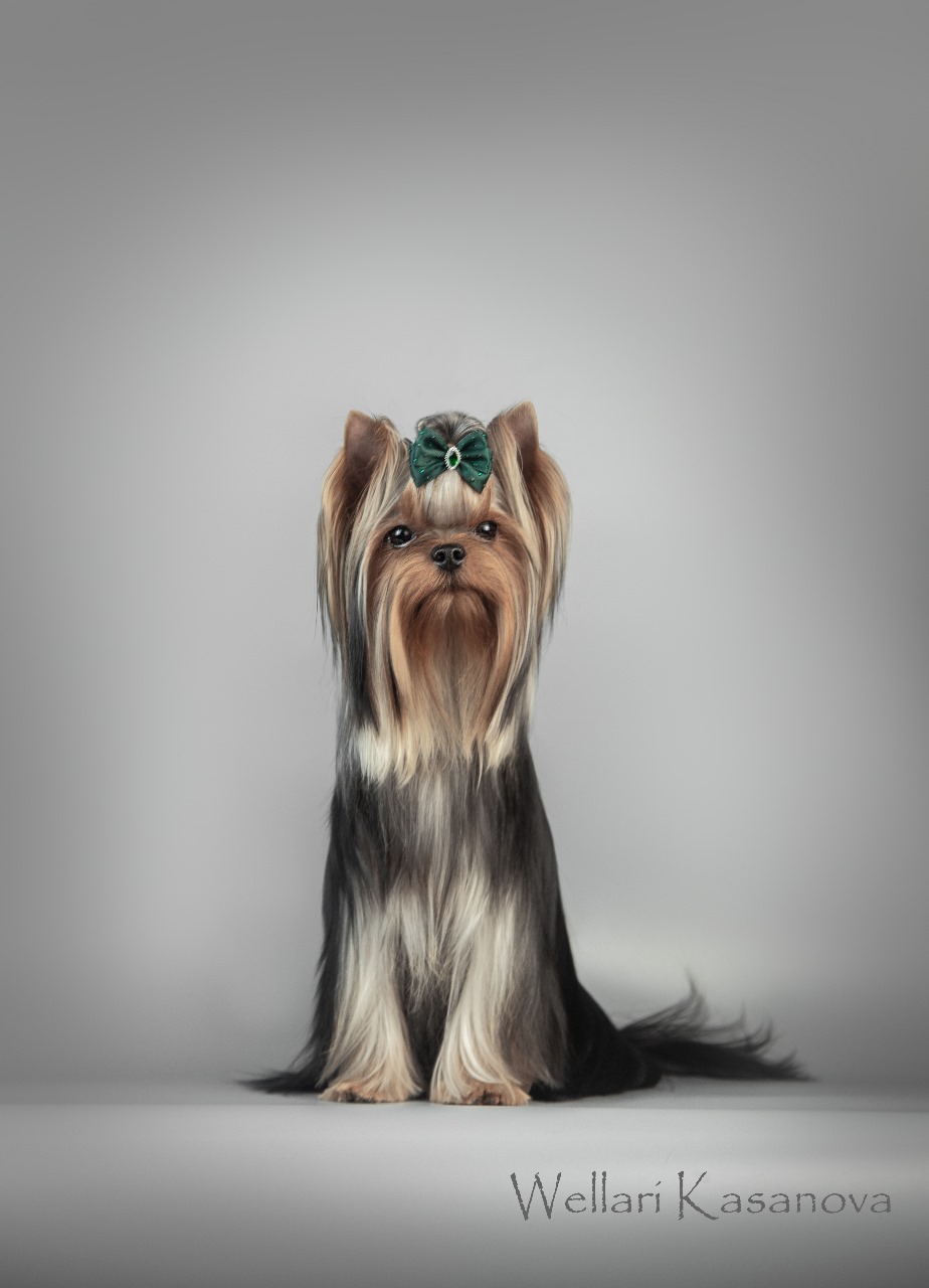 Wellary WELLARY KAZANOVA — Labaza DogPedigree YorkshireTerrier