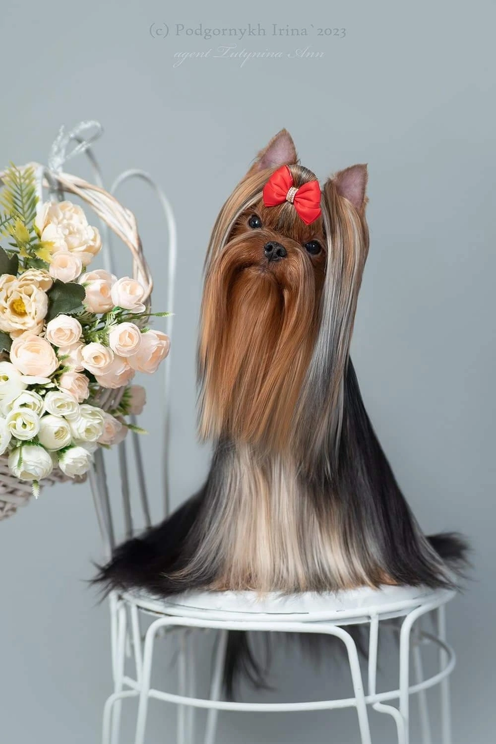  FAVOURITE WINNERS SENSACIYA — Labaza DogPedigree YorkshireTerrier