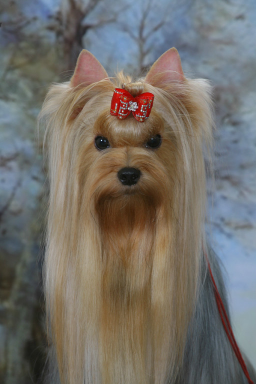 TOY SAVOY CHEESE WISE — Labaza DogPedigree YorkshireTerrier