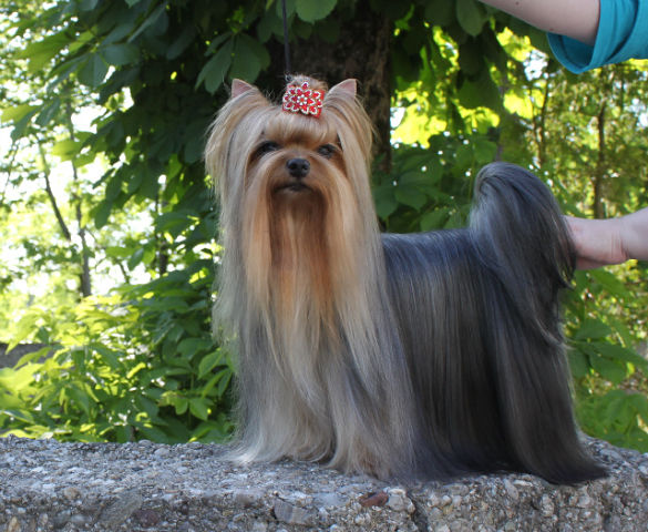 VIDEO STAR OF PADAWI'S — Labaza DogPedigree YorkshireTerrier