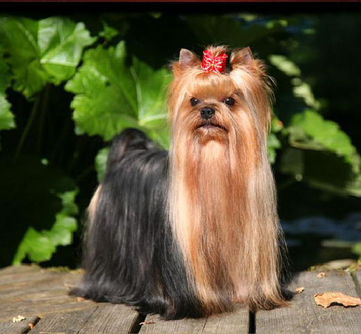 ROYAL AICNG OF PADAWI'S — Labaza DogPedigree YorkshireTerrier