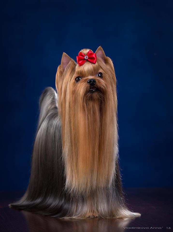 RUS MIRIAN STYLE FLEUR A FLEUR — Labaza DogPedigree YorkshireTerrier