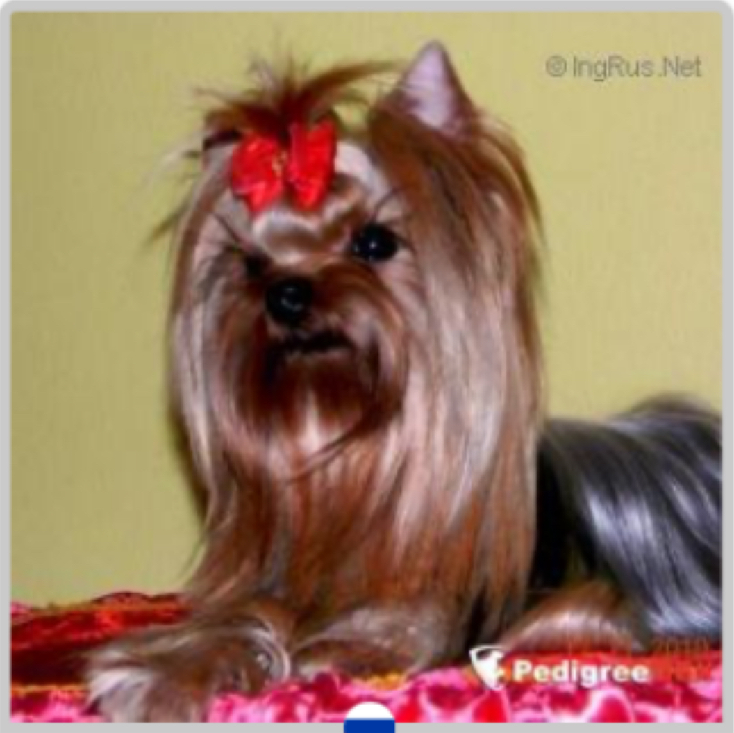 RUS MIRIAN STYLE BEL OF ZE BALL — Labaza DogPedigree YorkshireTerrier