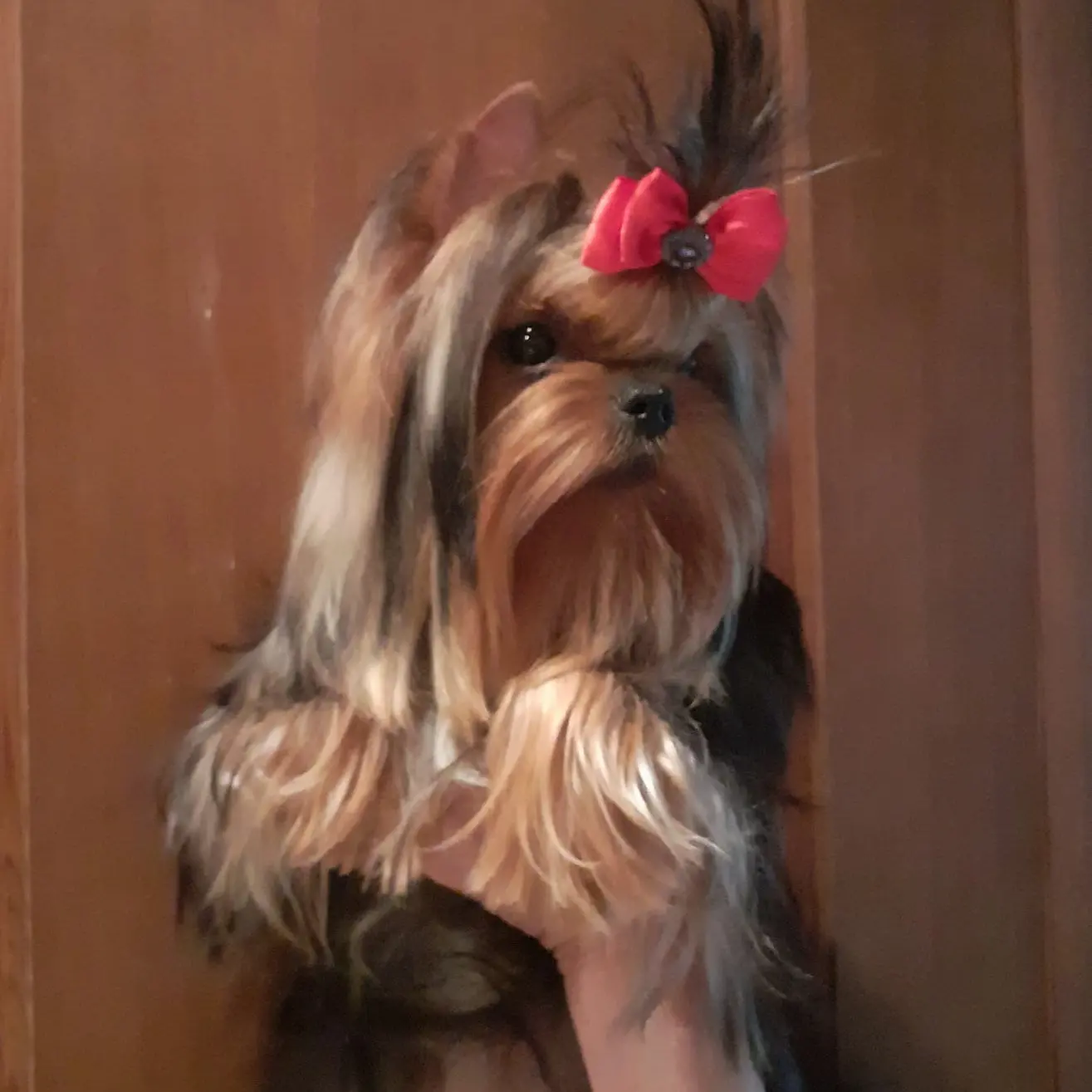 ZVEZDA ALBIONA SECRET DE L'AMOUR — Labaza DogPedigree YorkshireTerrier