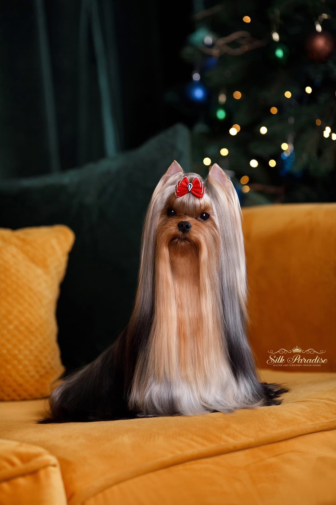 Silk Paradise SILK PARADISE LUTHER — Labaza DogPedigree YorkshireTerrier