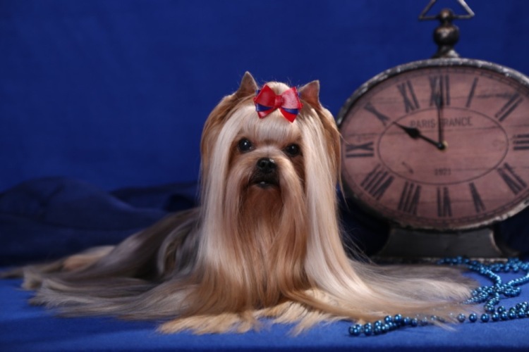 BATISTA — Labaza DogPedigree YorkshireTerrier