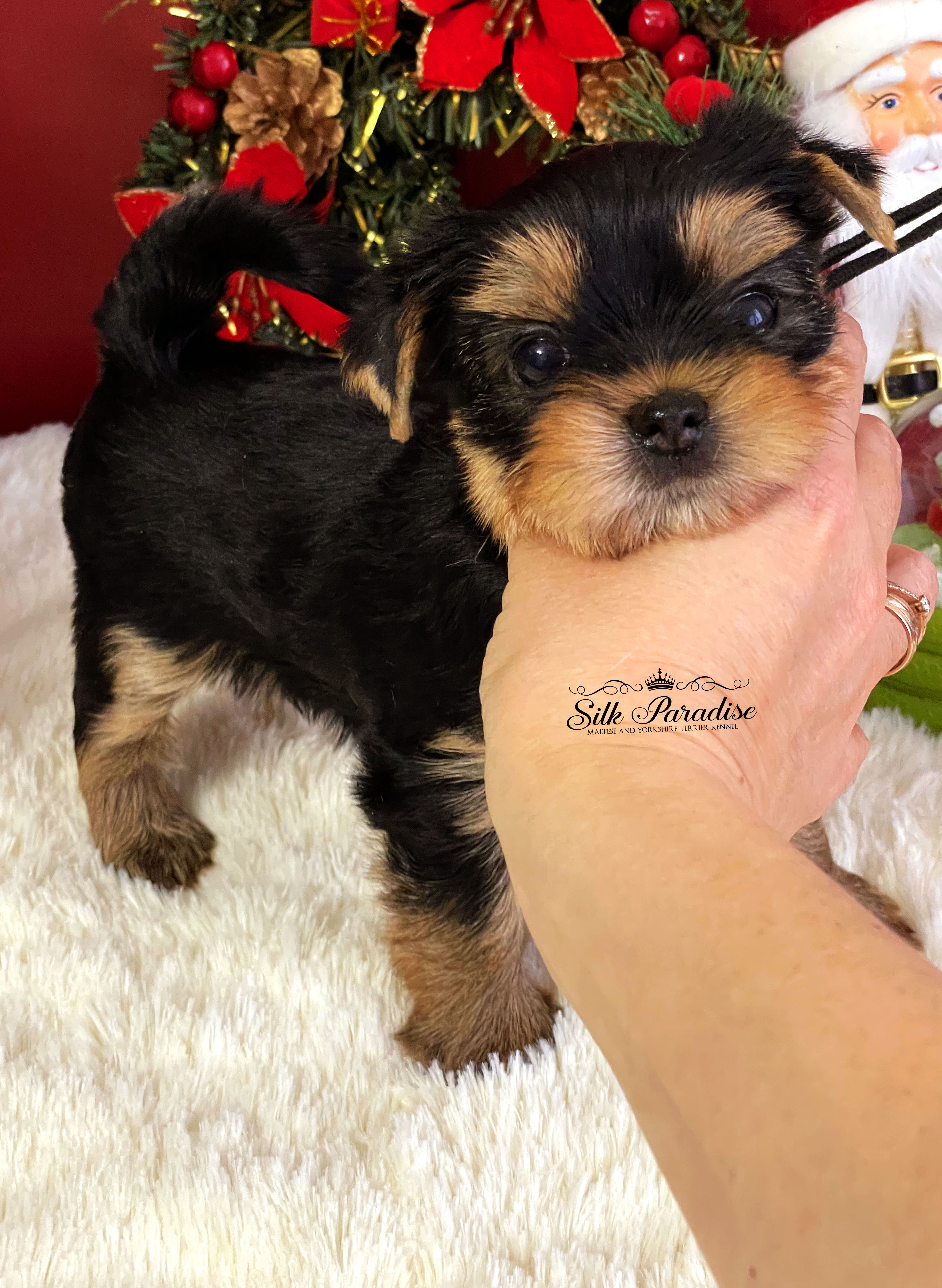 Silk Paradise SILK PARADISE ARON — Labaza DogPedigree YorkshireTerrier