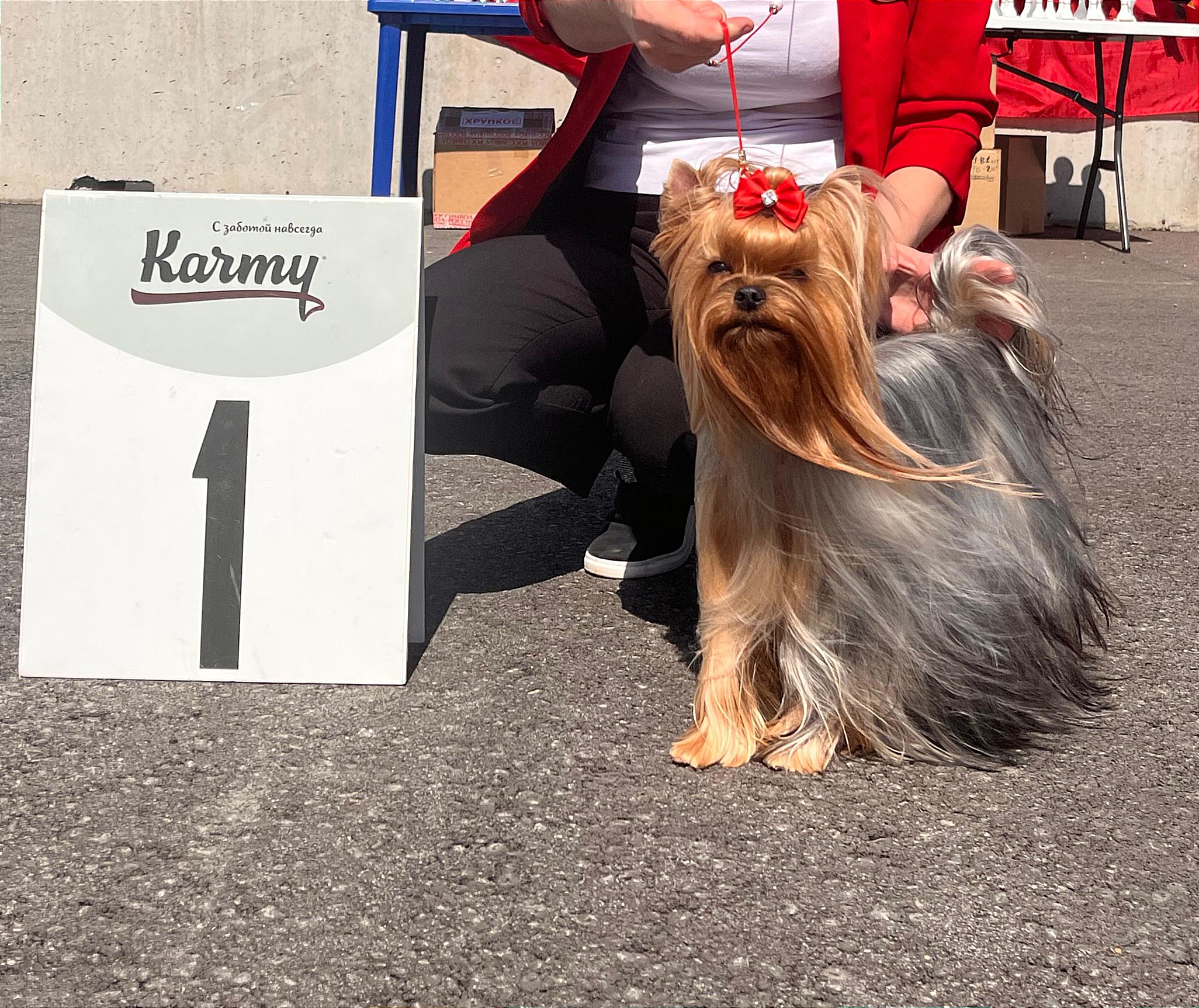 As'Torria Life AZALEA LOVELY-SPRING MELODY — Labaza DogPedigree YorkshireTerrier