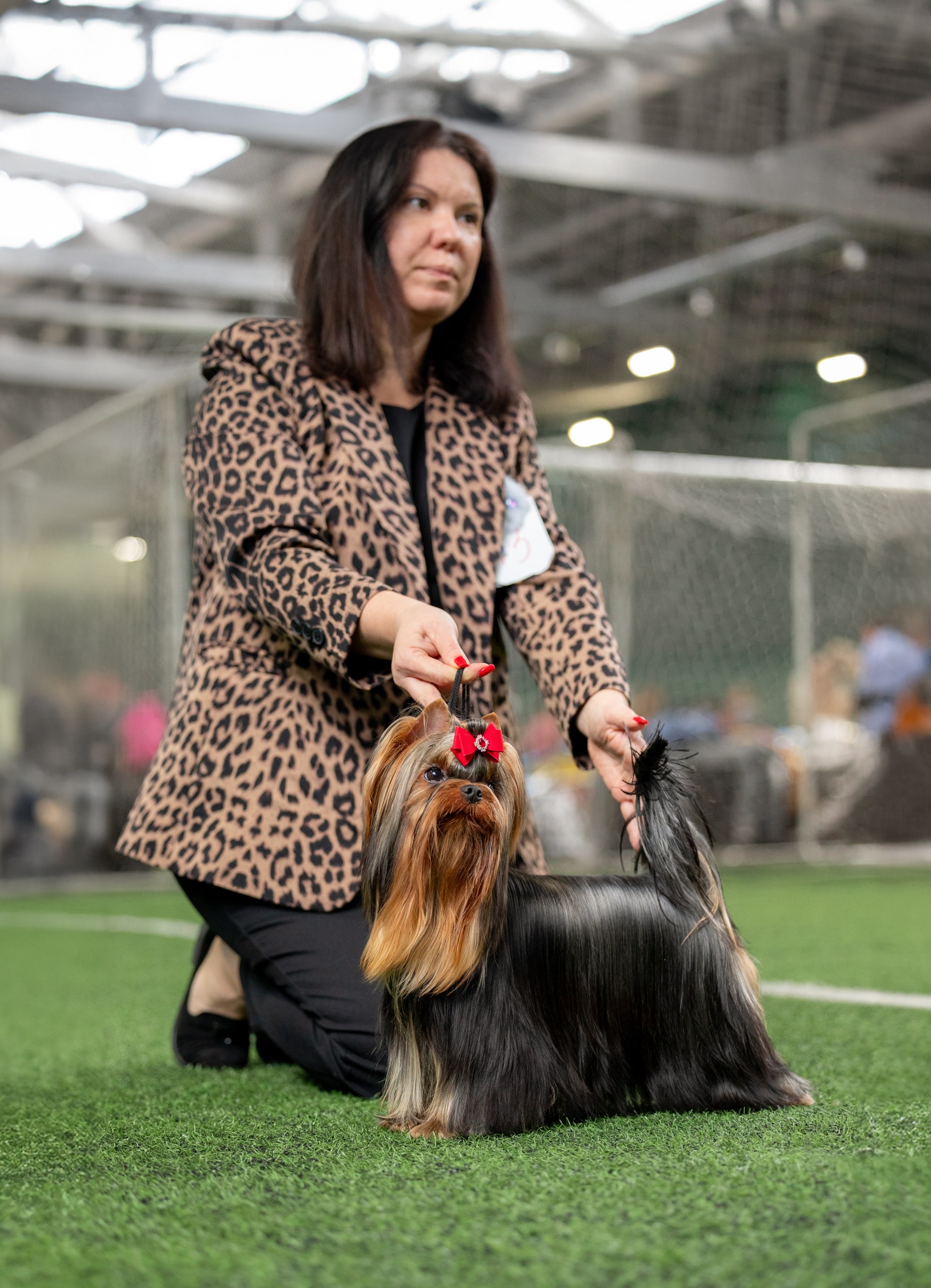 Laranta LARANTA MARCHELLO MIO — Labaza DogPedigree YorkshireTerrier