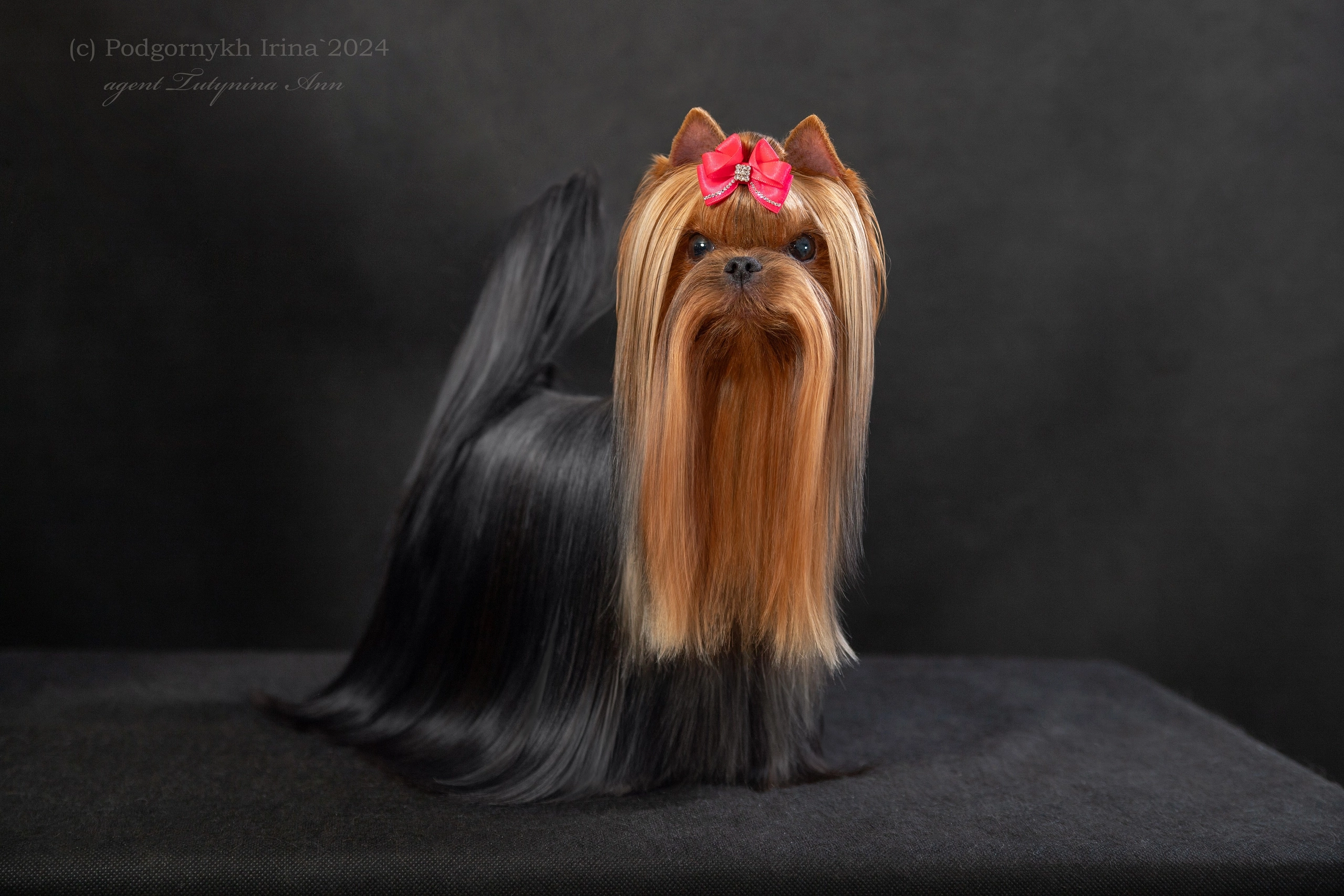  STJUMERS TET-A-TET — Labaza DogPedigree YorkshireTerrier