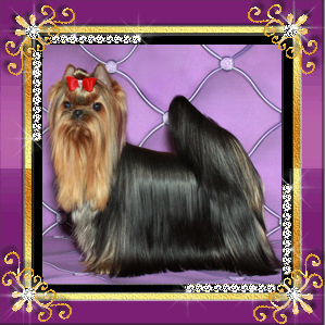  STJUMERS TINKY WINKY — Labaza DogPedigree YorkshireTerrier