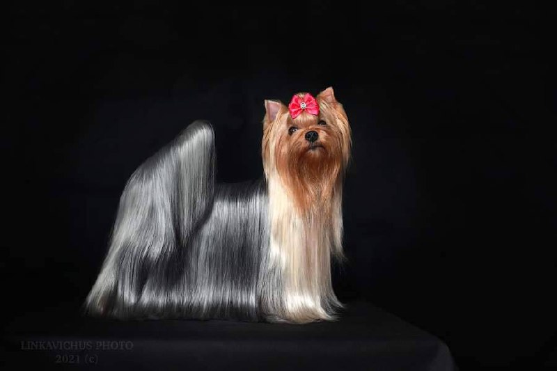 DALI KEY SHAPE OF MY HEART — Labaza DogPedigree YorkshireTerrier