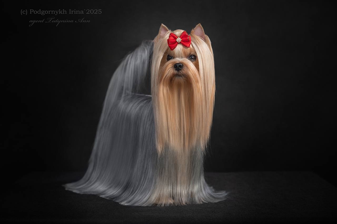 DALI KEY MOTIVATSIYA — Labaza DogPedigree YorkshireTerrier
