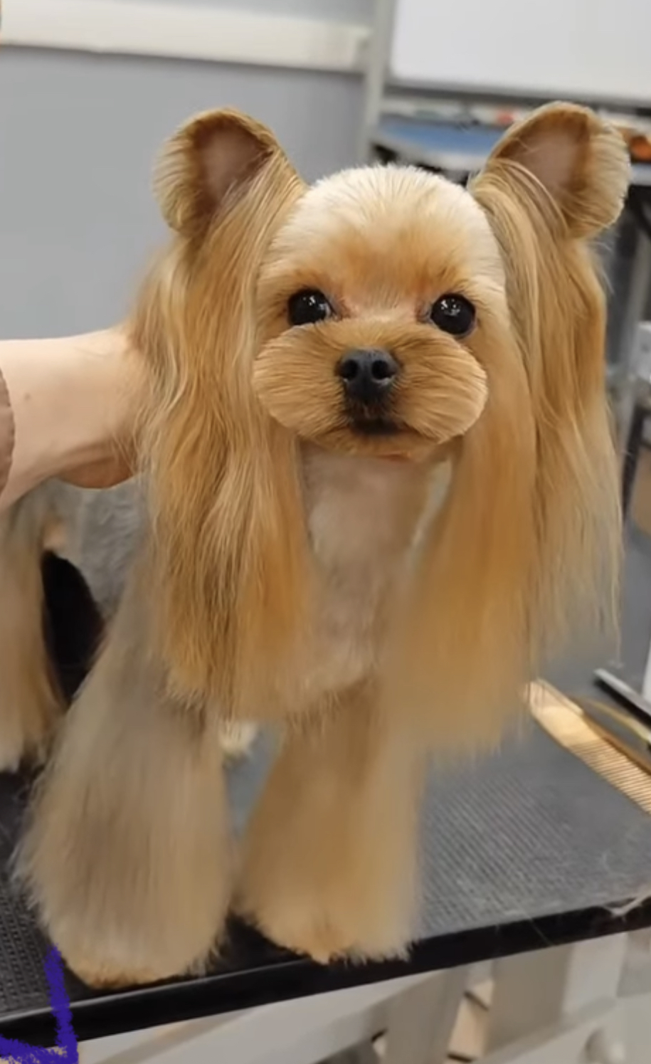 STAR QUEEN CASSANDRA — Labaza DogPedigree YorkshireTerrier