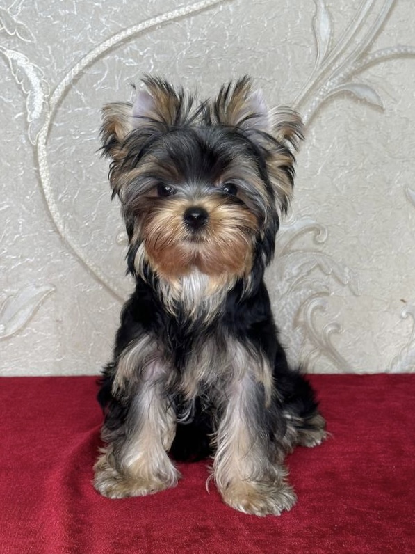 starqueen — Labaza DogPedigree YorkshireTerrier
