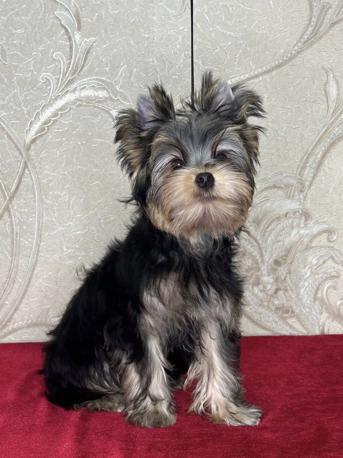 STAR QUEEN TAYSON — Labaza DogPedigree YorkshireTerrier