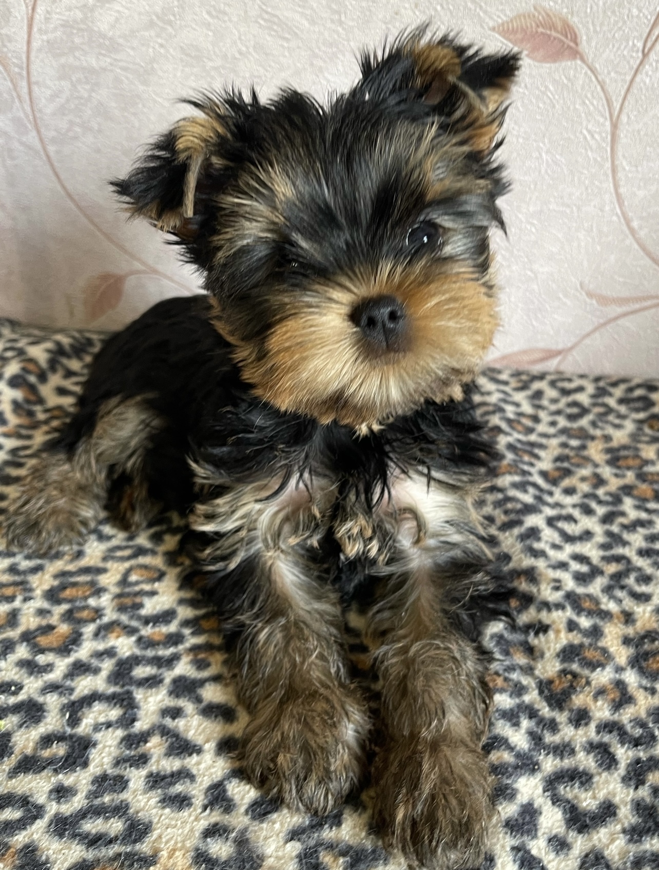 Star Queen STAR QUEEN RIO RITA — Labaza DogPedigree YorkshireTerrier
