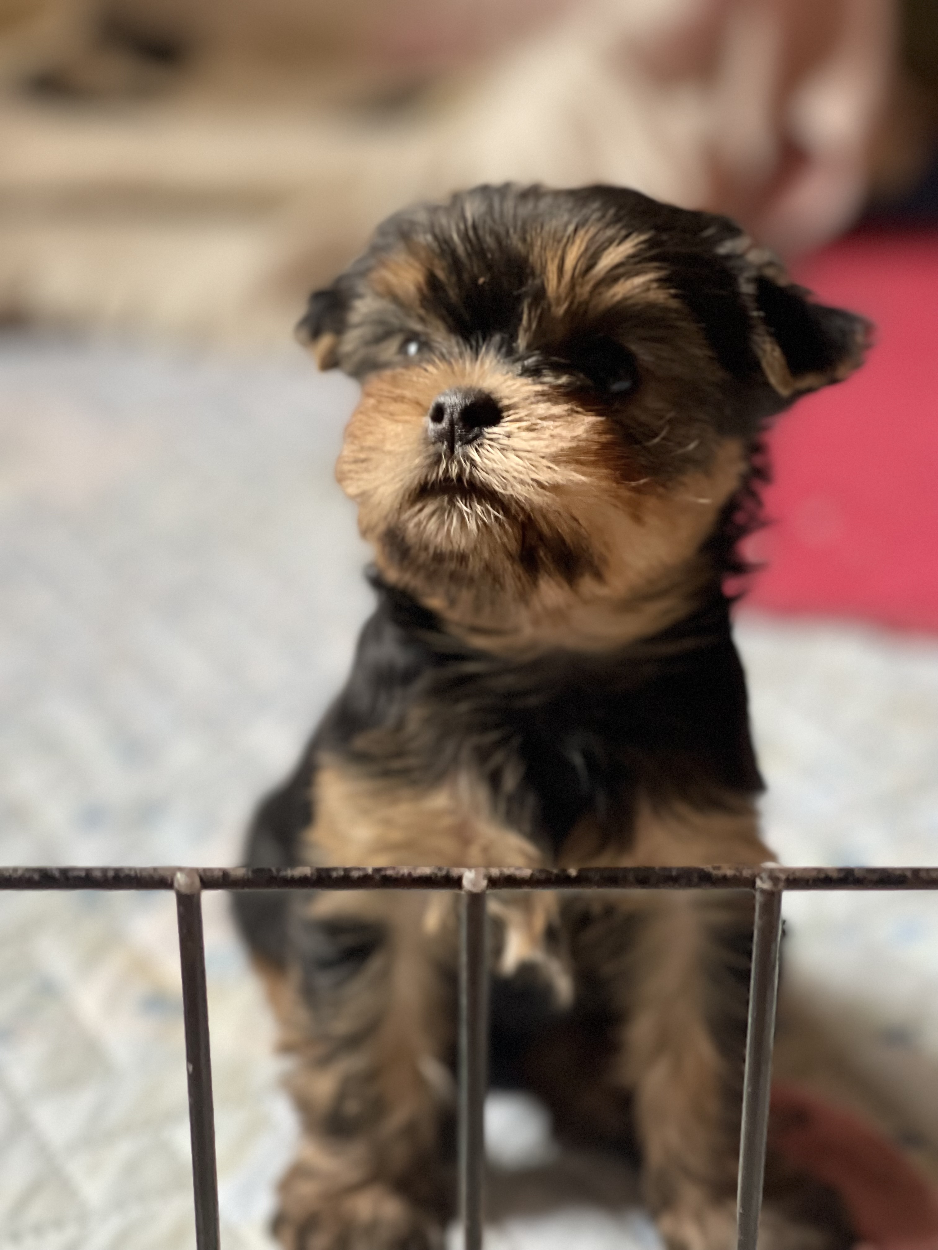 Star Queen STAR QUEEN ROSE LOVE ME TENDER — Labaza DogPedigree YorkshireTerrier