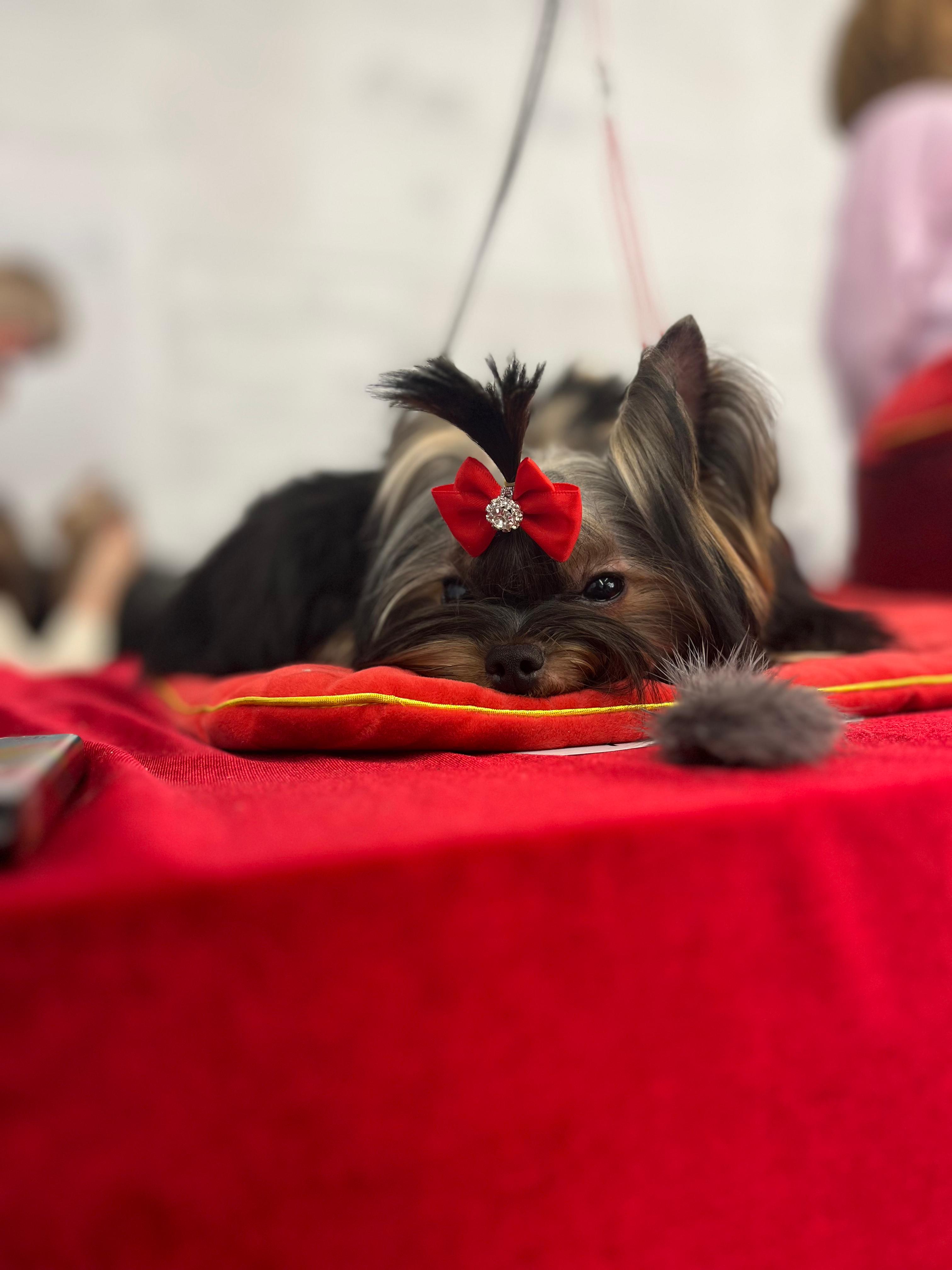  IRESK'S SHEVAN-EN-PAYER — Labaza DogPedigree YorkshireTerrier