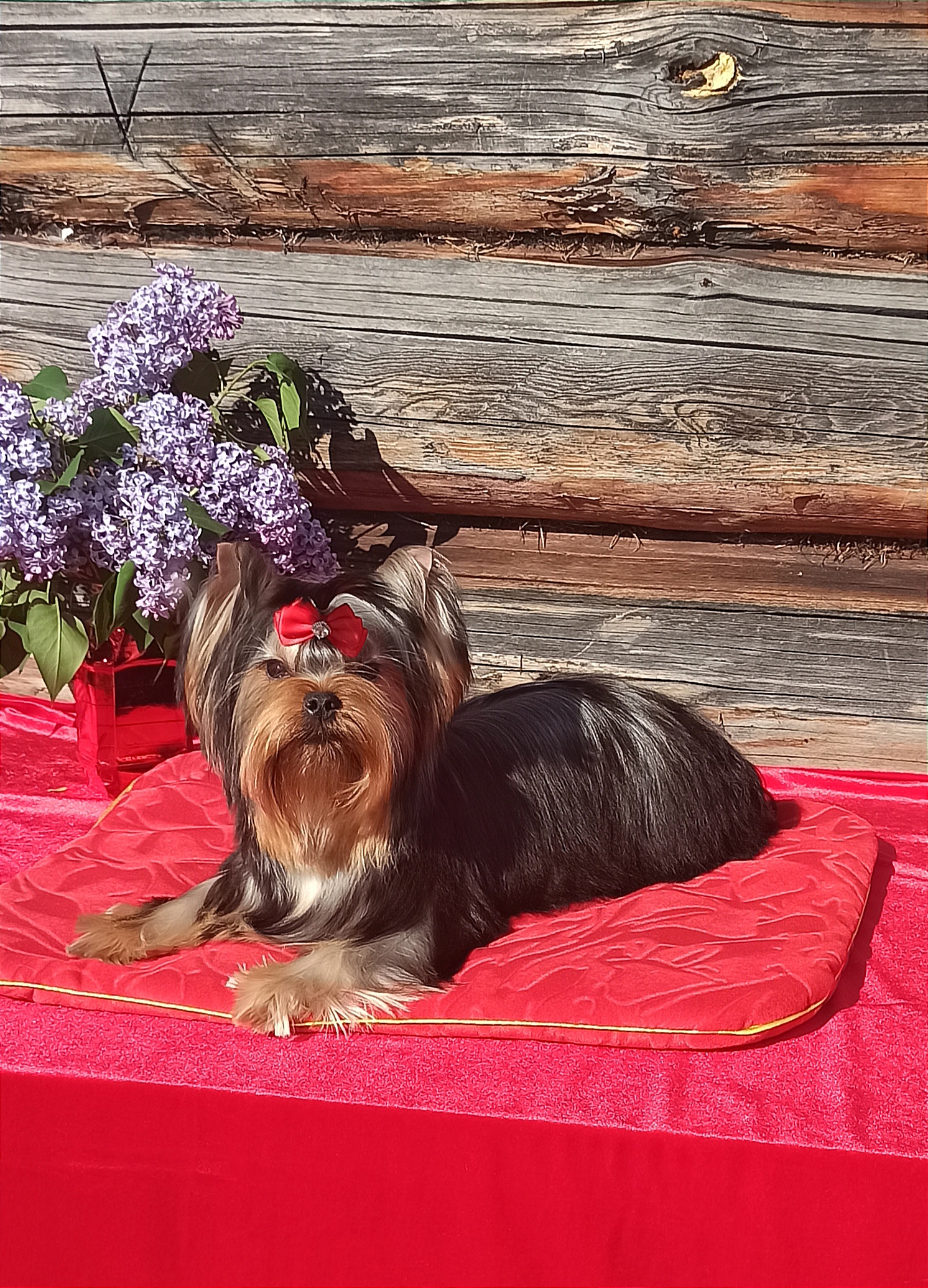 IRESK'S TSELESTINA VALEY OF ROUZ — Labaza DogPedigree YorkshireTerrier