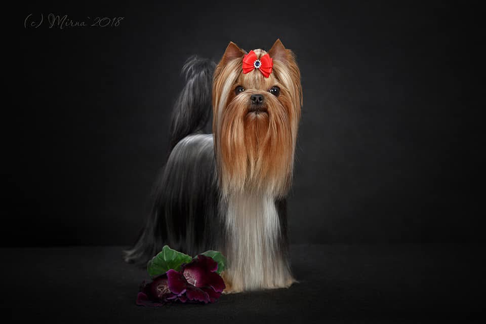  SHERSHELAFAM DEYNERIS — Labaza DogPedigree YorkshireTerrier