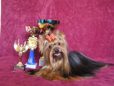 MOSKOVSKIY TALISMAN IDEAL KING — Labaza DogPedigree YorkshireTerrier
