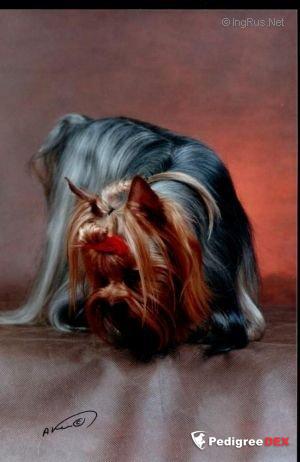 FACE FACTORY — Labaza DogPedigree YorkshireTerrier