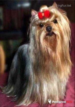 PARK ROYAL SHADY LADY — Labaza DogPedigree YorkshireTerrier